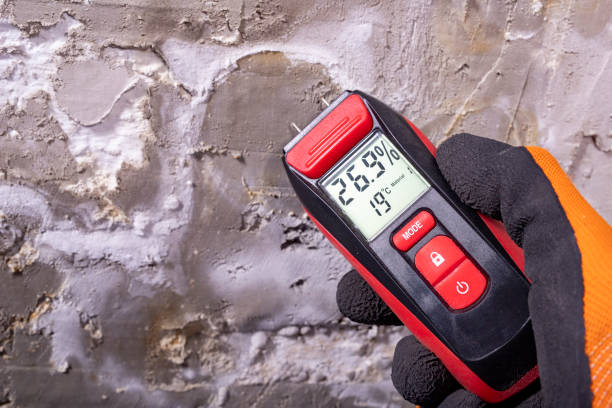 Best Best Mold Removal Companies  in Cobb Island, MD