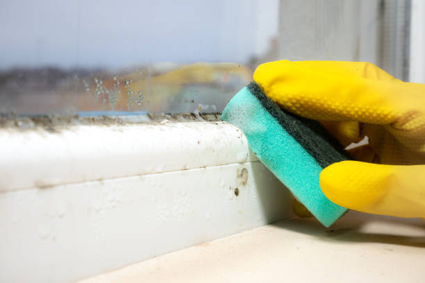 Best Toxic Mold Removal  in Cobb Island, MD