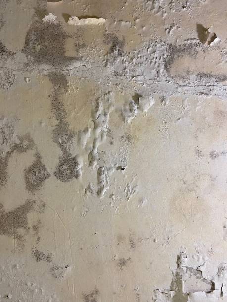 Best Mold Damage Repair  in Cobb Island, MD