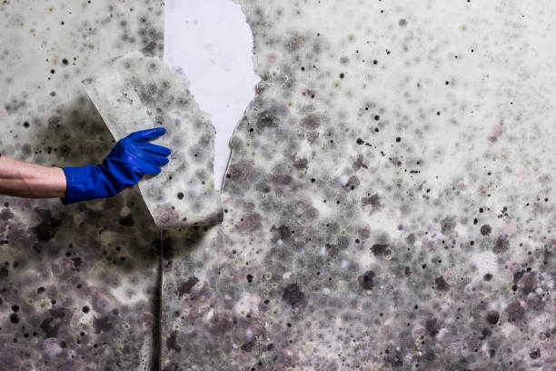 Office Mold Removal Services in Cobb Island, MD