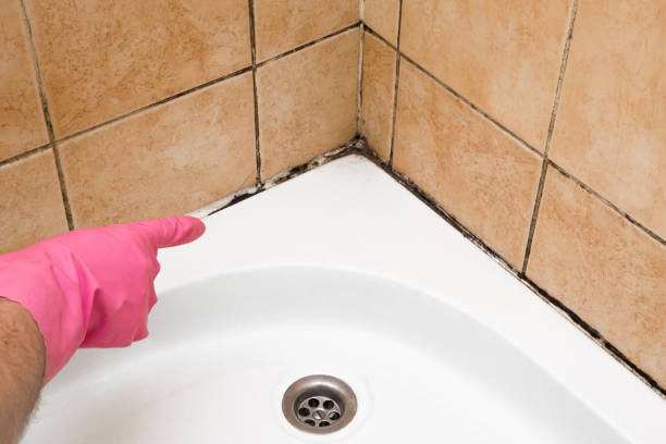 Best Affordable Mold Removal  in Cobb Island, MD